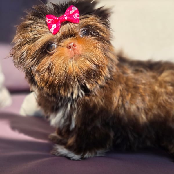 Twix — Red Liver Shih Tzu Female