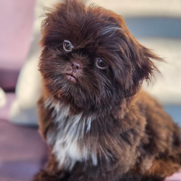 Reese — Dark Chocolate Shih Tzu Male