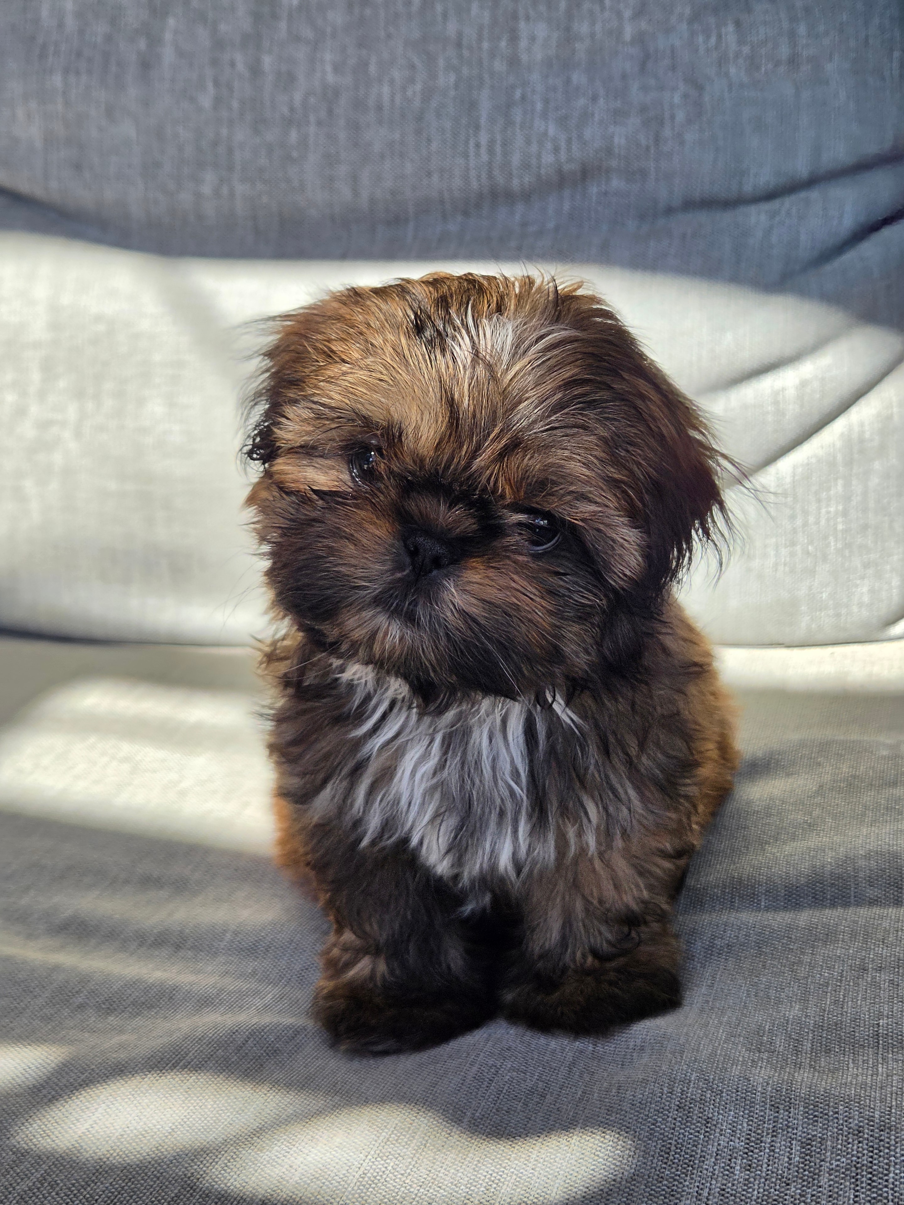 Sally — Red Brindle Shih Tzu Female